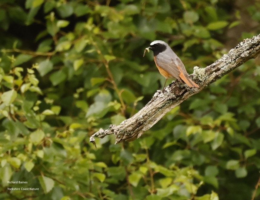  Common Redstart male - North Yorkshire Spring 2025 © Richard Baines