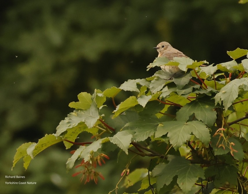  Common Redstart female - North Yorkshire Spring 2025 © Richard Baines