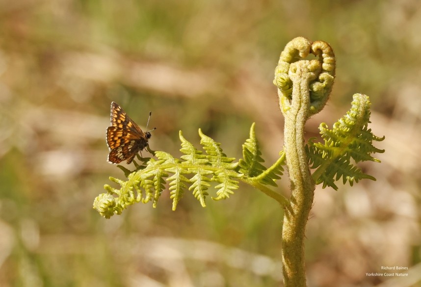  Duke of Burgundy - North Yorkshire Spring 2025 © Richard Baines