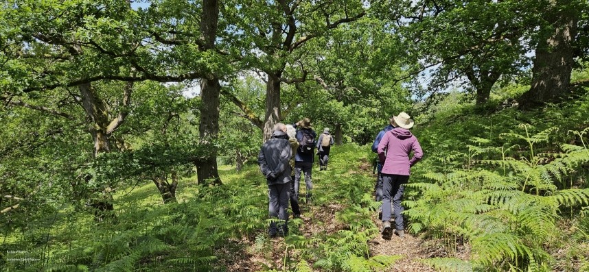  Firetail Safari - Ancient Oak Woodland Birding - North Yorkshire Spring 2025 © Richard Baines