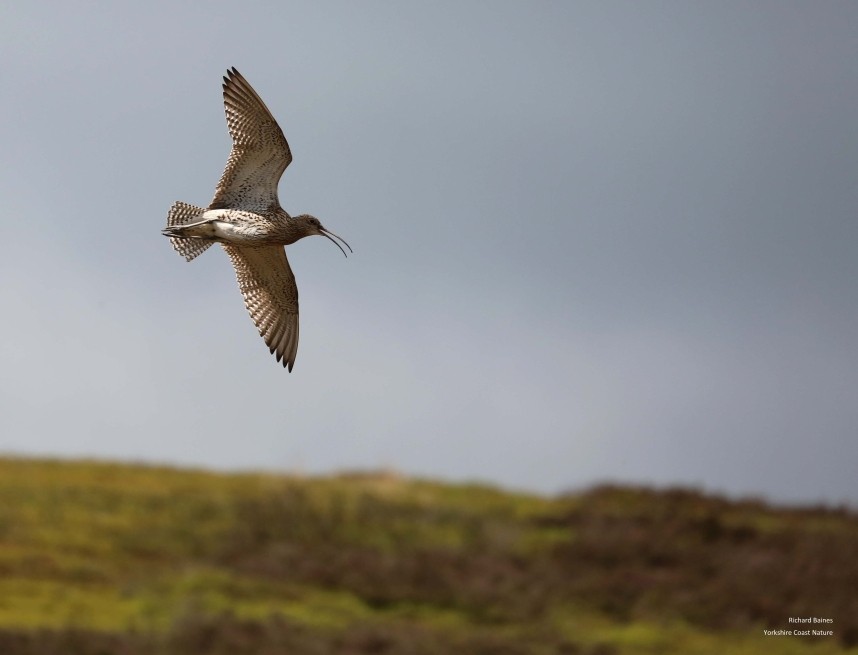  Eurasian Curlew North Yorkshire © Richard Baines