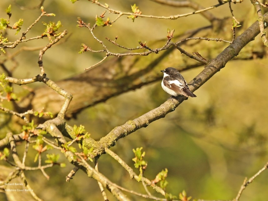  Pied Flycatcher male - North Yorkshire © Richard Baines