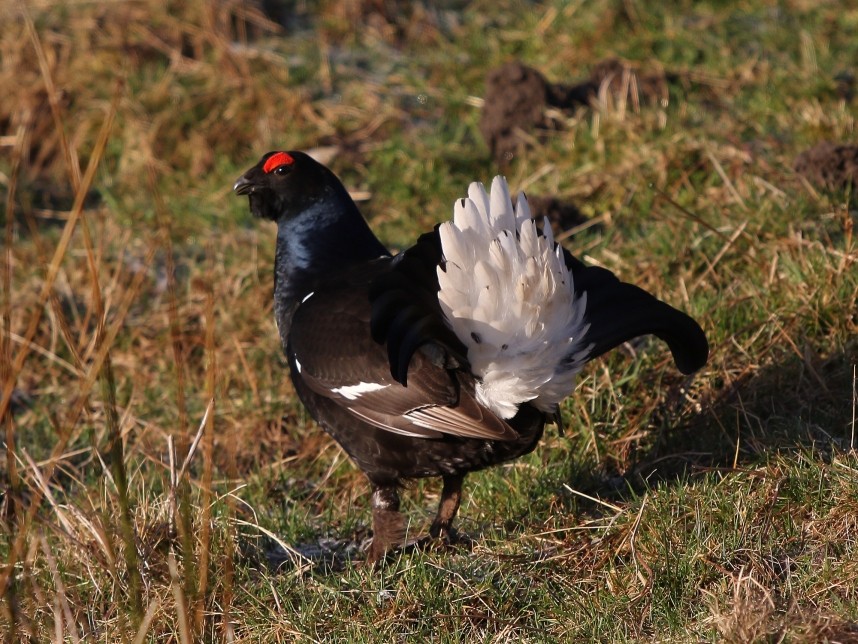  Black Grouse (male) © Mark Newsome