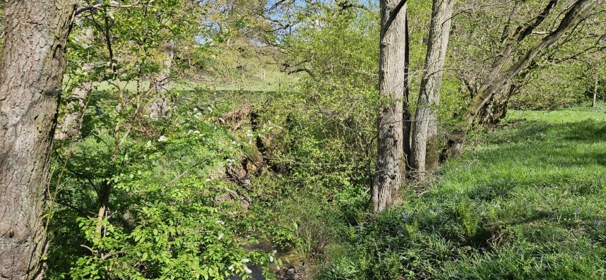  Spring in an ancient woodland - North Yorkshire © Richard Baines