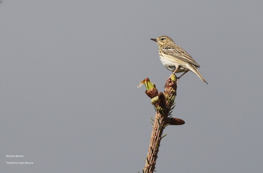  Tree Pipit - North Yorkshire © Richard Baines