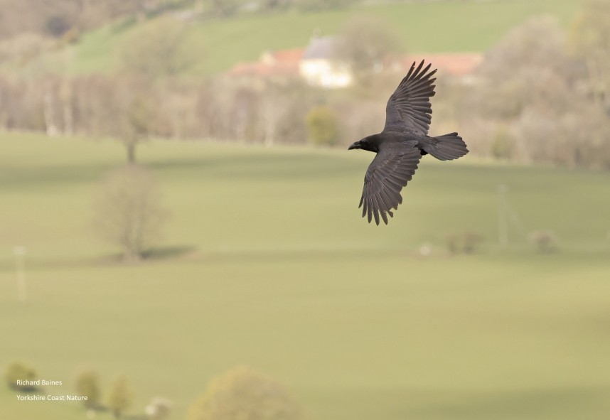  Northern Raven - North Yorkshire © Richard Baines