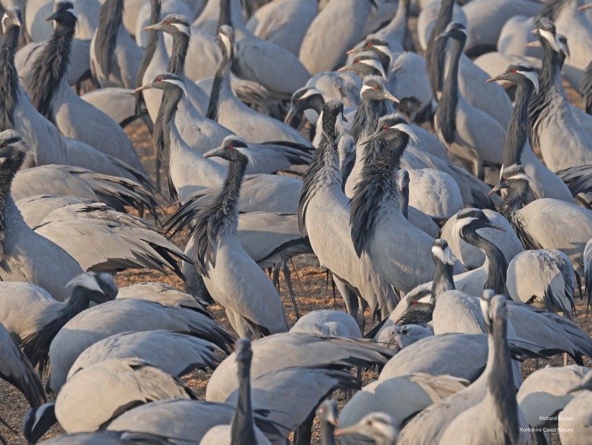  Demoiselle Cranes 14 January © Richard Baines