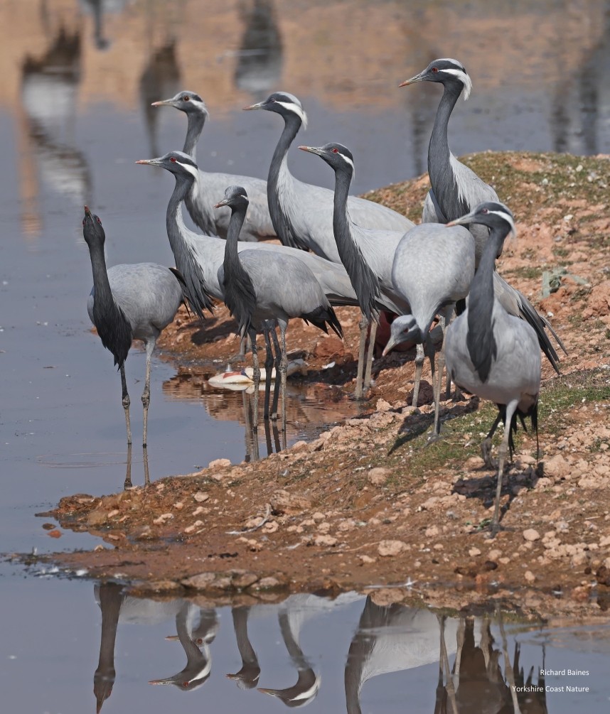  Demoiselle Cranes 14 January © Richard Baines