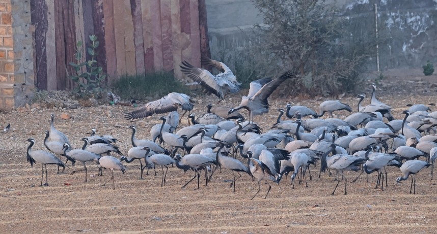  Demoiselle Cranes 14 January © Richard Baines