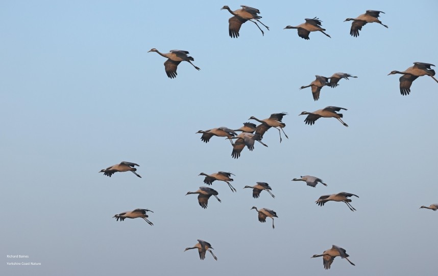  Demoiselle Cranes 14 January © Richard Baines