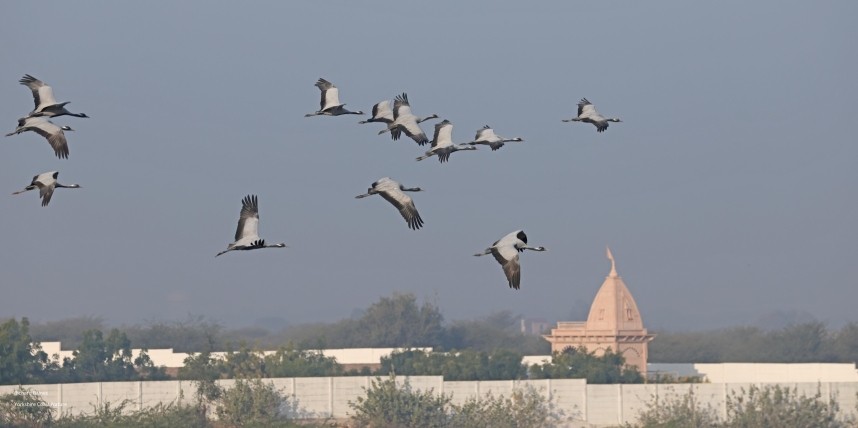  Demoiselle Cranes 14 January © Richard Baines