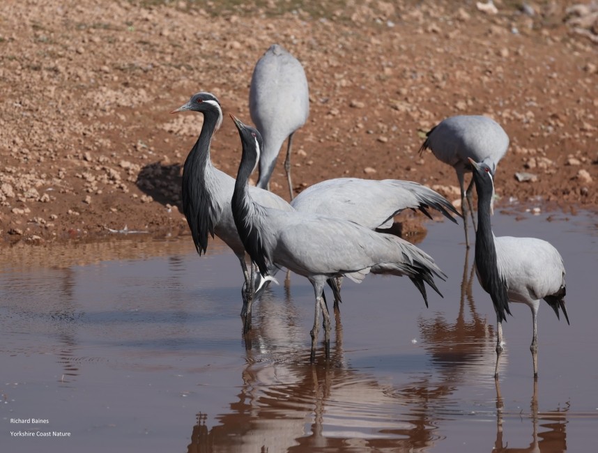  Demoiselle Cranes 14 January © Richard Baines