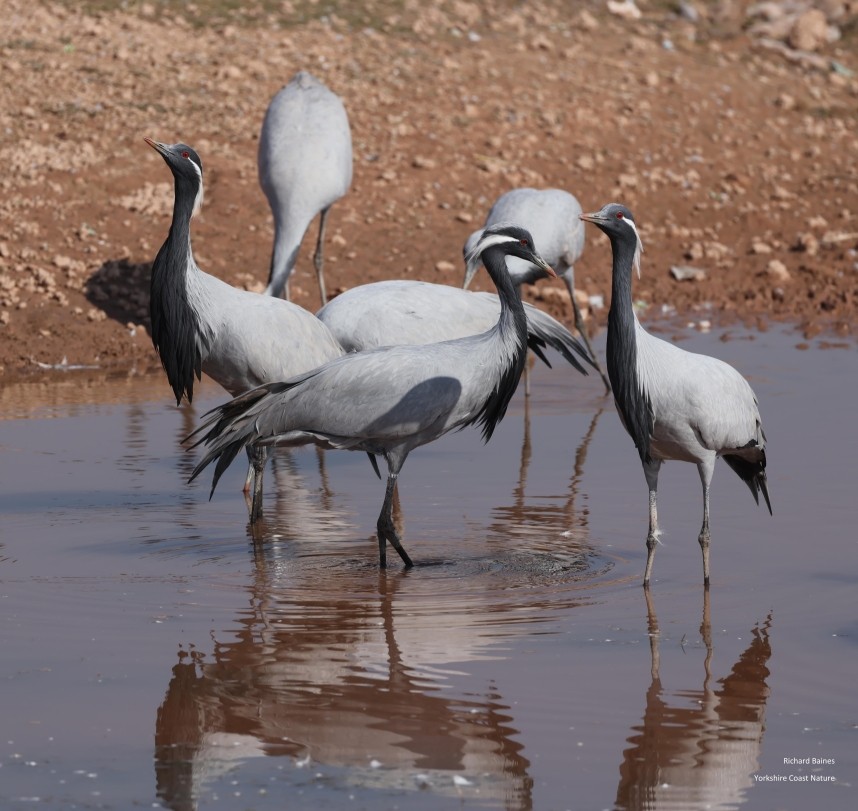  Demoiselle Cranes 14 January © Richard Baines