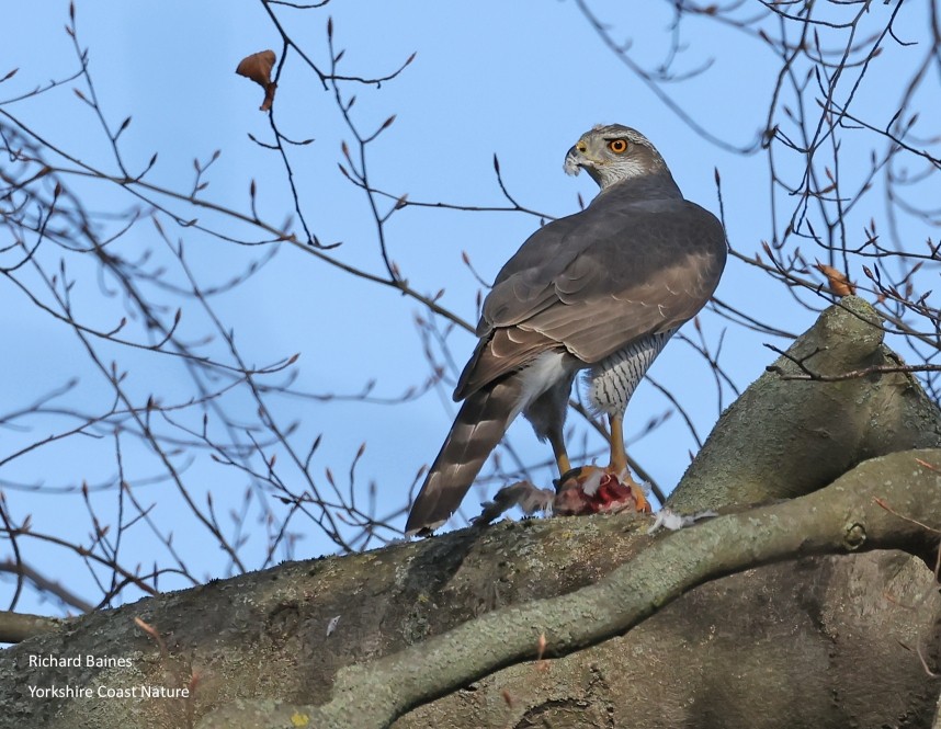  Northern Goshawk (female) - Berlin February 2026 © Richard Baines