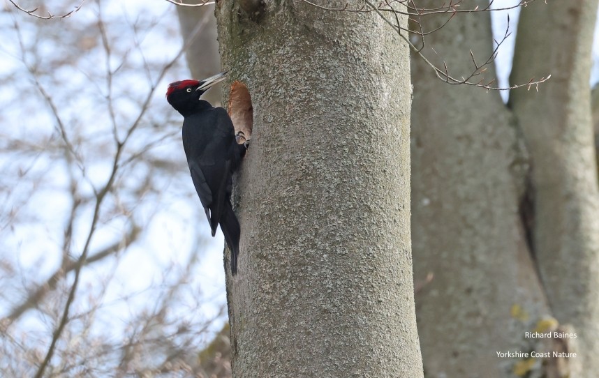  Black Woodpecker -  Pfaueniinsel  March 2026 © Richard Baines 