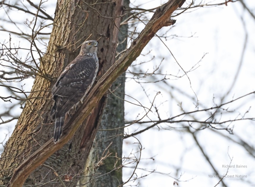  Northern Goshawk (juvenile female)  March 2026 © Richard Baines 