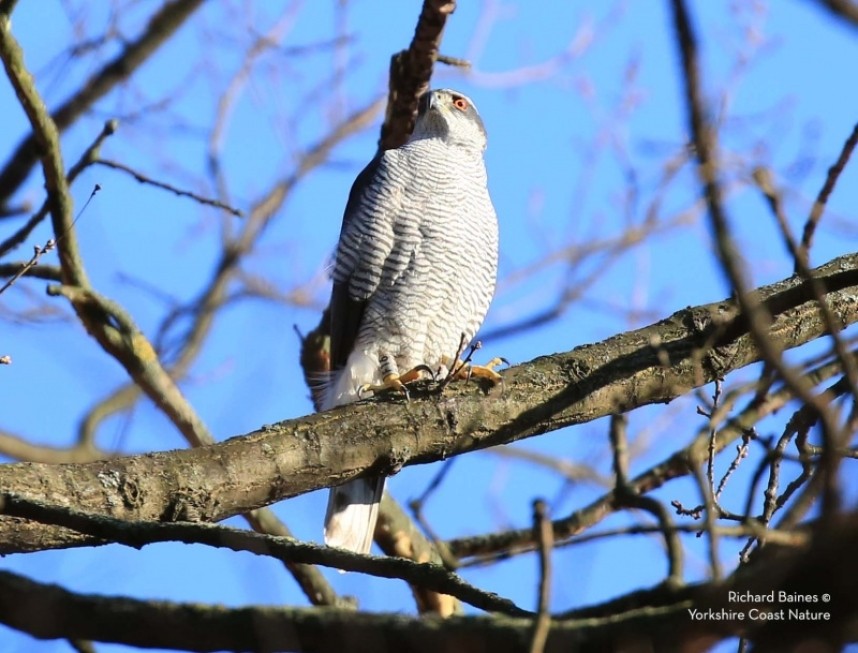 Northern Goshawk (male) Berlin 2018 © Richard Baines