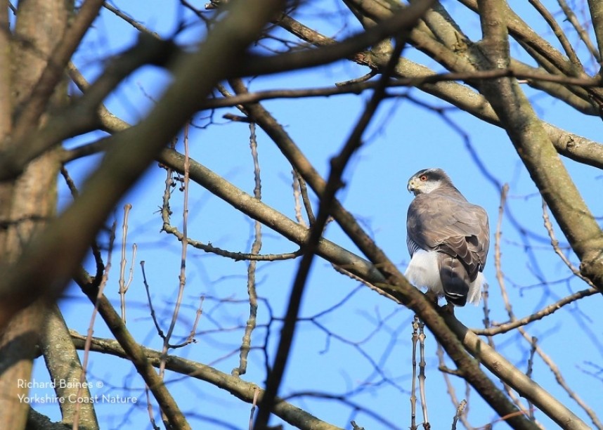 Northern Goshawk (female) Berlin 2018 © Richard Baines
