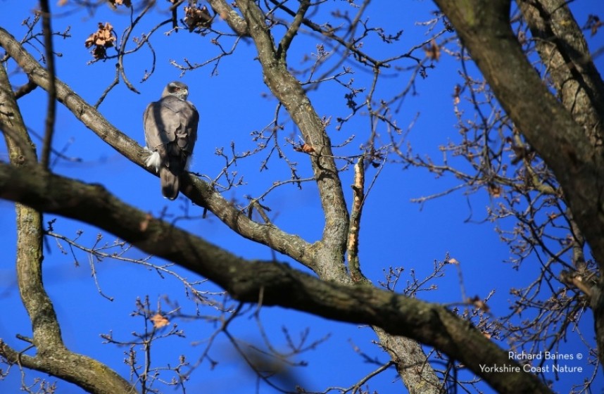 Northern Goshawk (female) Berlin 2018 © Richard Baines