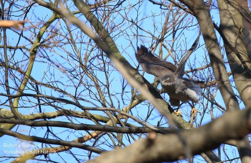 Northern Goshawk (female) Berlin 2018 © Richard Baines