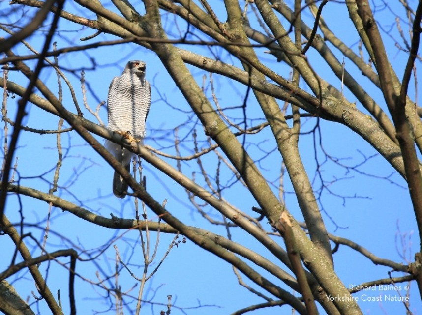 Northern Goshawk (female) Berlin 2018 © Richard Baines