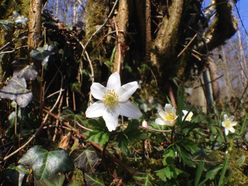 Wood Anemone near Pickering © Richard Baines