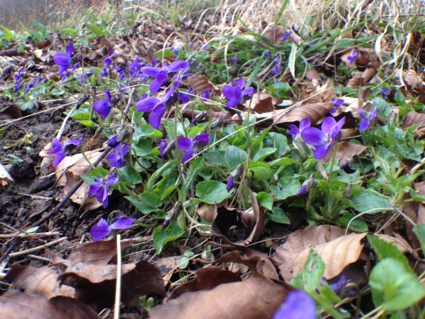 Sweet Violet near Pickering © Richard Baines