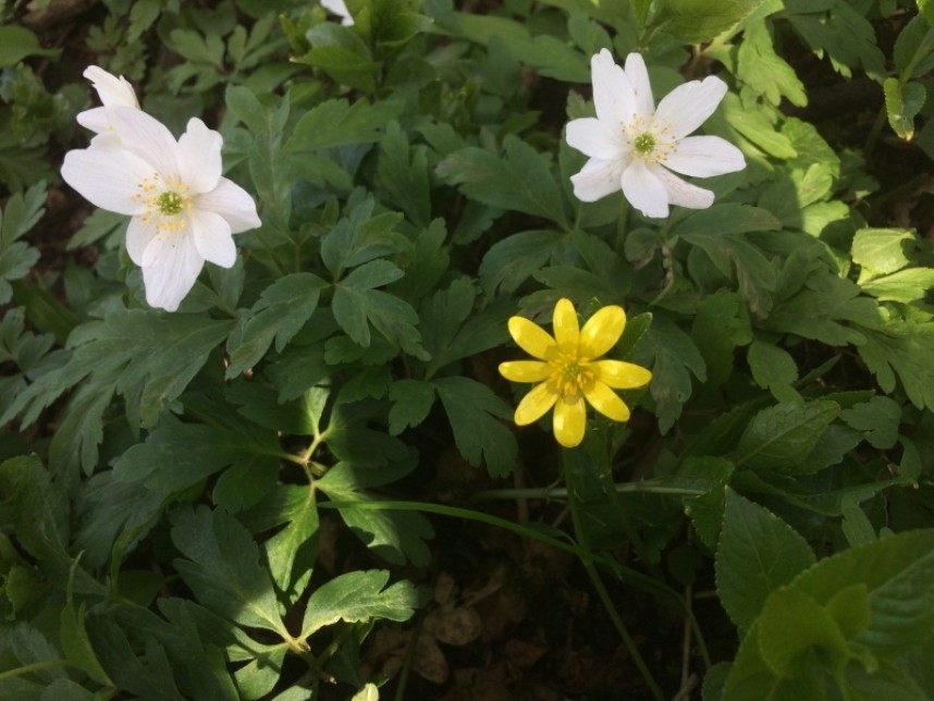 Lesser Celandine & Wood Anemone near Pickering © Richard Baines