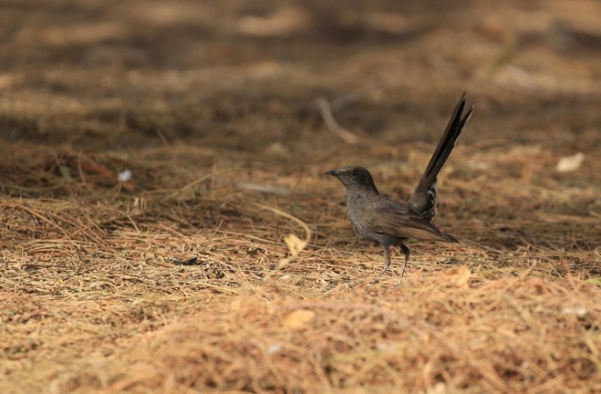 Black Bush Robin © Richard Baines