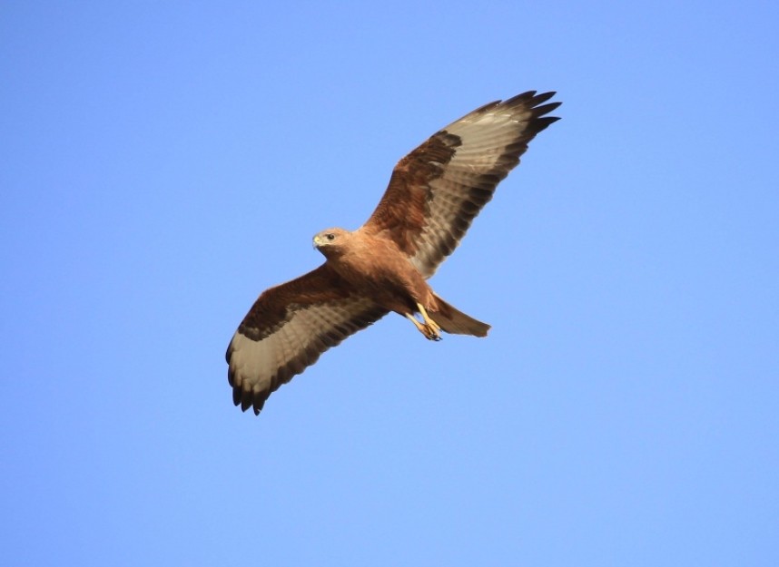 Steppe Buzzard © Richard Baines