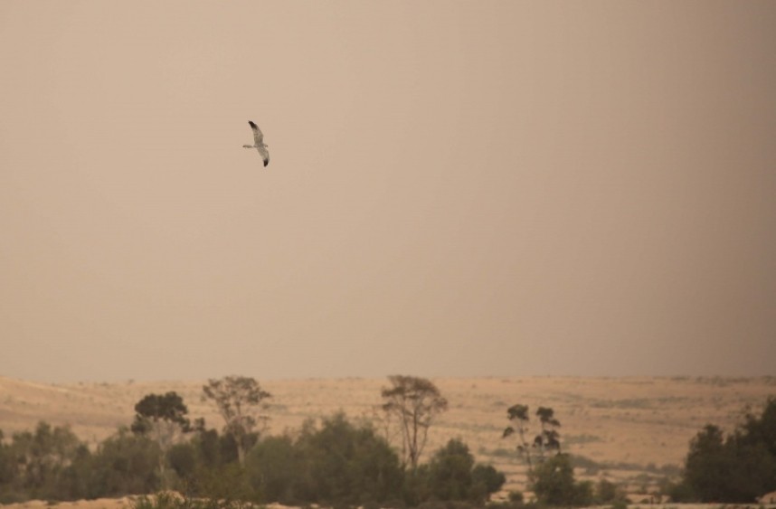 Pallid Harrier © Richard Baines
