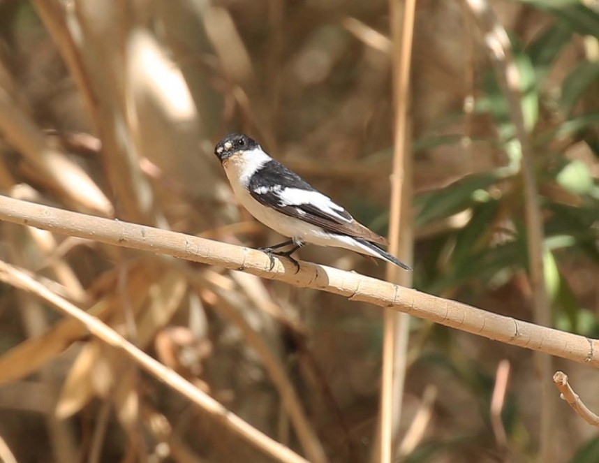 Semi-collared Flycatcher © Richard Baines
