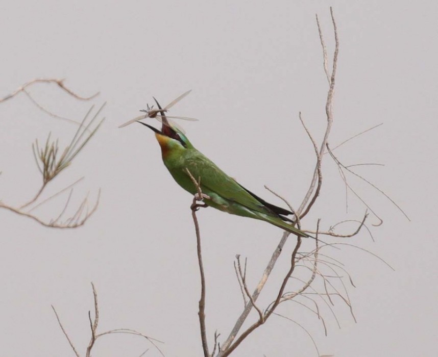 Blue-cheeked Bee eater © Richard Baines