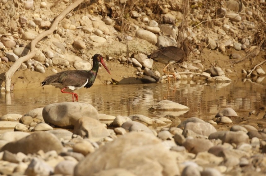 Black stork adult and juvenile Corbett NP © Richard Baines