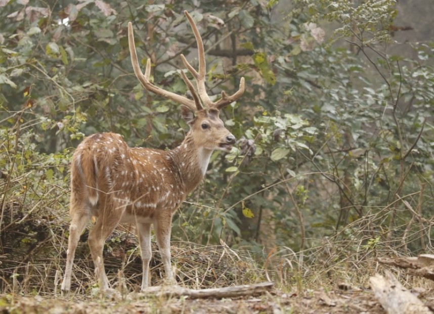 Spotted Deer in Corbett NP © Richard Baines
