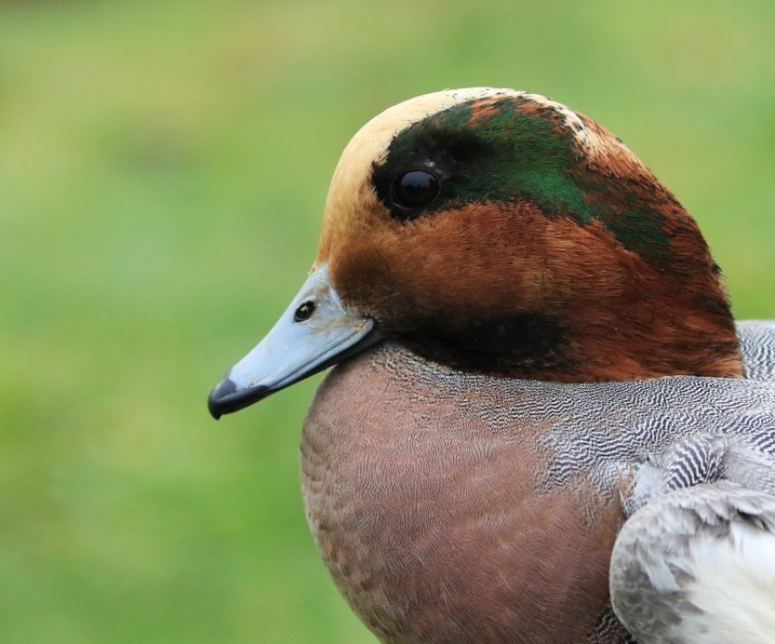 Male Wigeon © Dan Lombard
