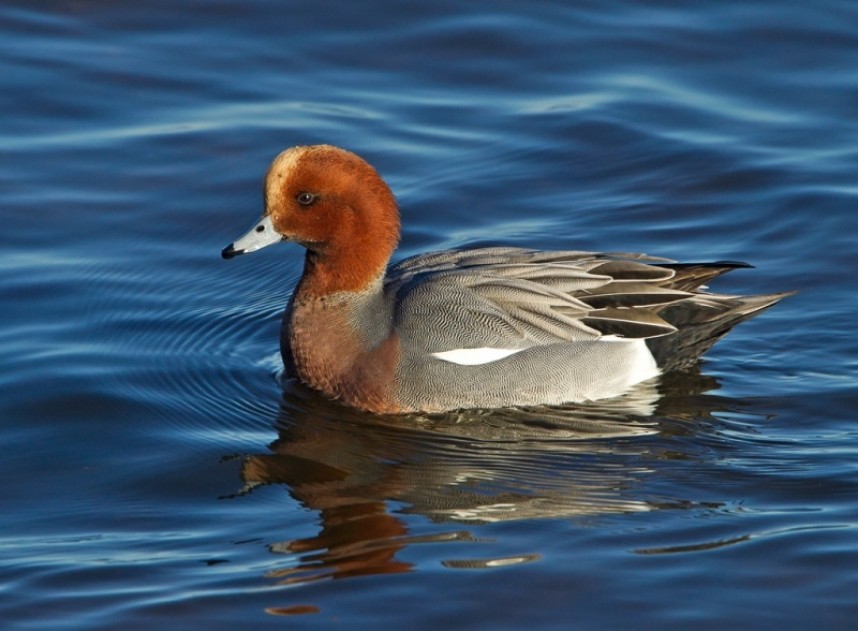 Male Eurasian Wigeon © Steve Race