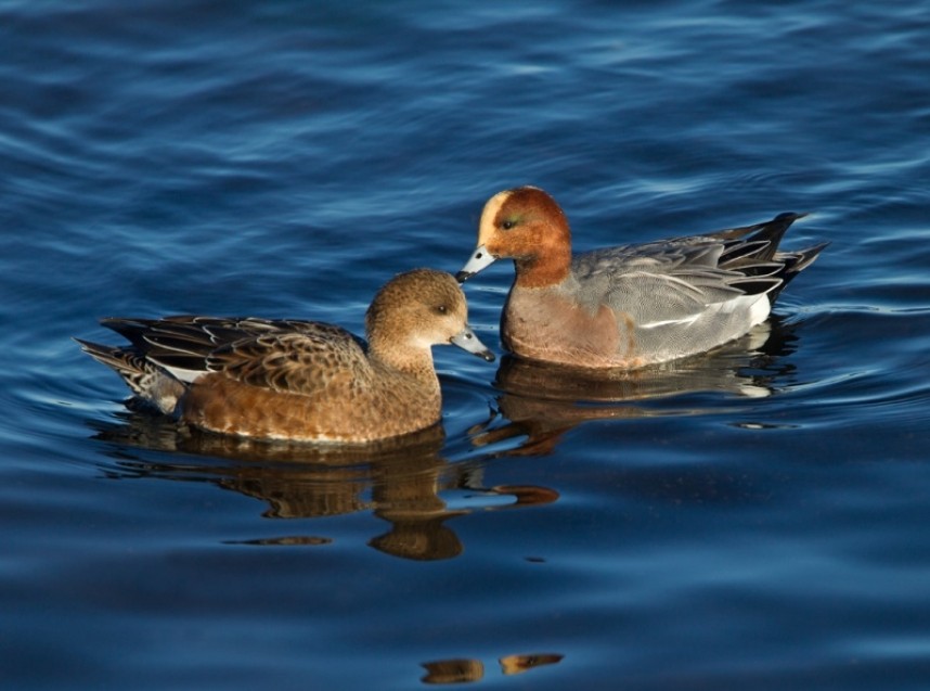 Female and Male Eurasian Wigeon © Steve Race