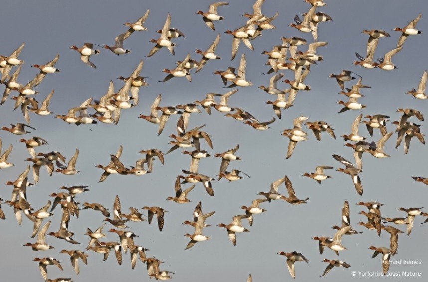 Eurasian Wigeon flock near Hedon East Yorkshire December 2022 © Richard Baines