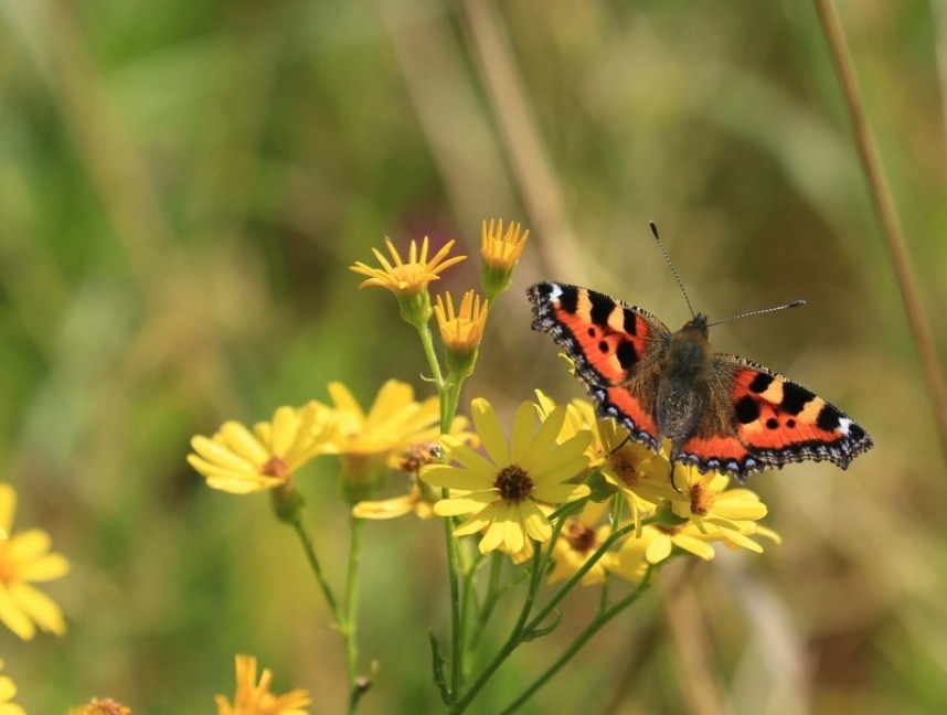 Small Tortoiseshell © Richard Baines
