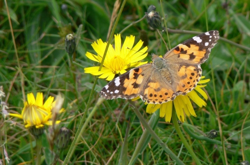 Painted Lady © Richard Baines