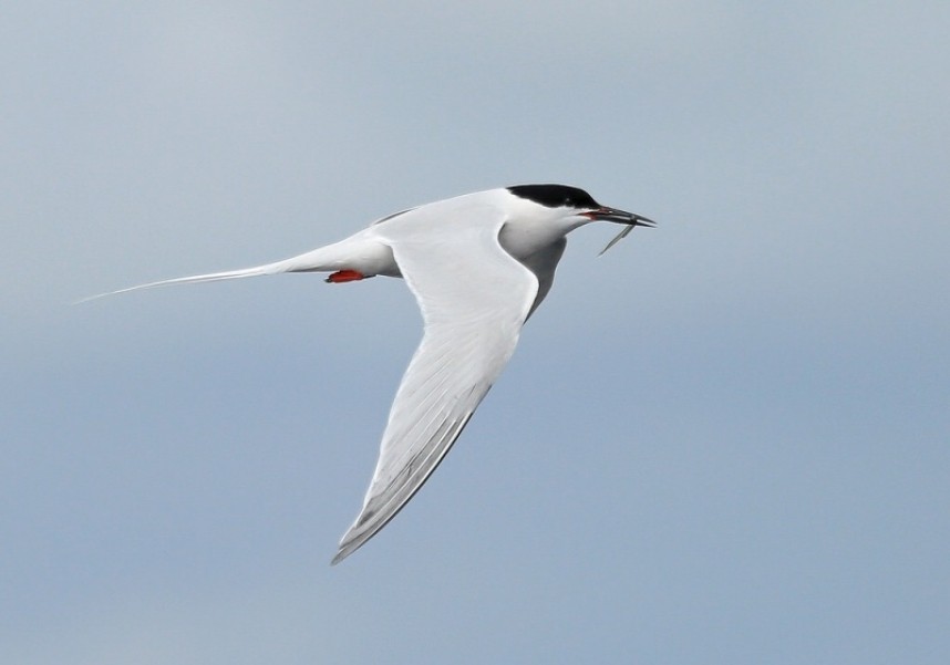 Roseate Tern Coquet © Dan Lombard