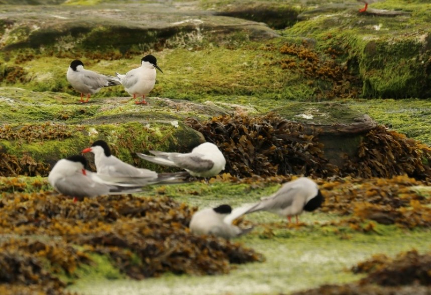 Roseate Tern roosting Coquet Island alongside Arctic and Common Terns © Richard Baines