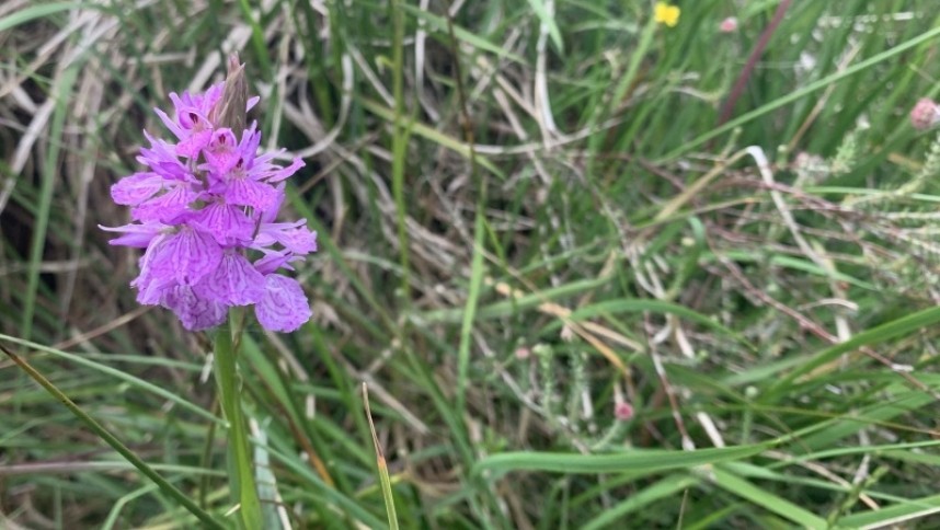 Heath Spotted Orchid © Richard Baines