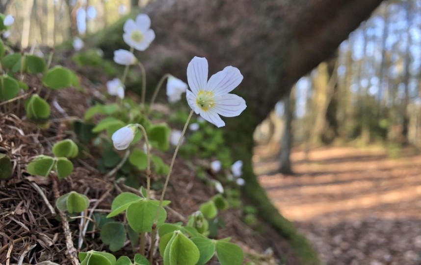 Wood Sorrel. Ancient Woodland Wild Flower Walk © Richard Baines