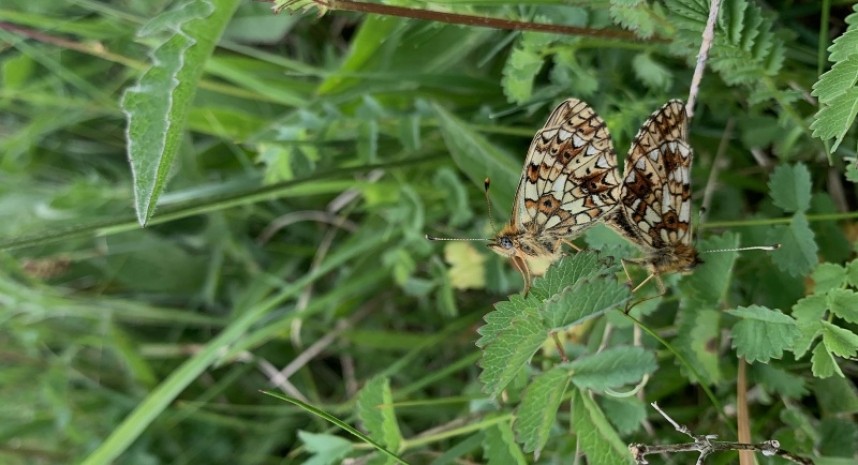Small Pearl-bordered Fritillary © Richard Baines