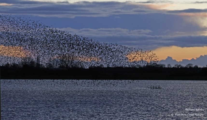 A river of birds over the wetland © Richard Baines