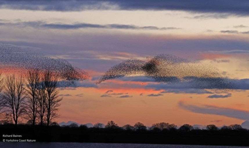 Wavy forms over the Poplar trees © Richard Baines