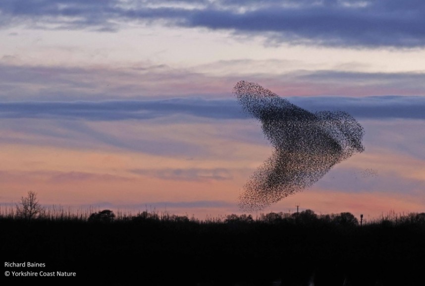 The Blue Tit form © Richard Baines