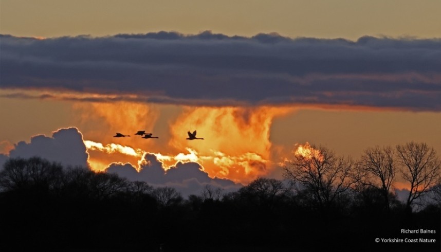 Whooper Swans at sunset over the Lower Derwent Valley © Richard Baines